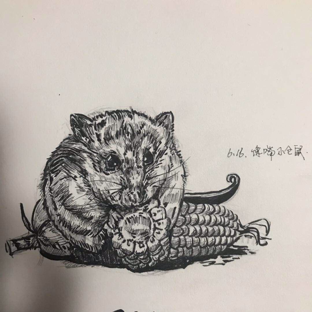 针管笔手绘插画-馋嘴.小仓鼠(下)