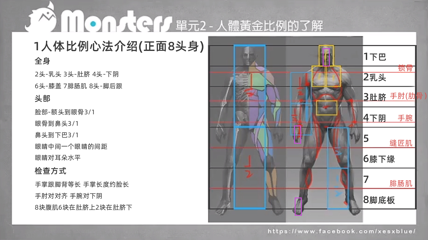 了解人体的黄金比例-人体结构