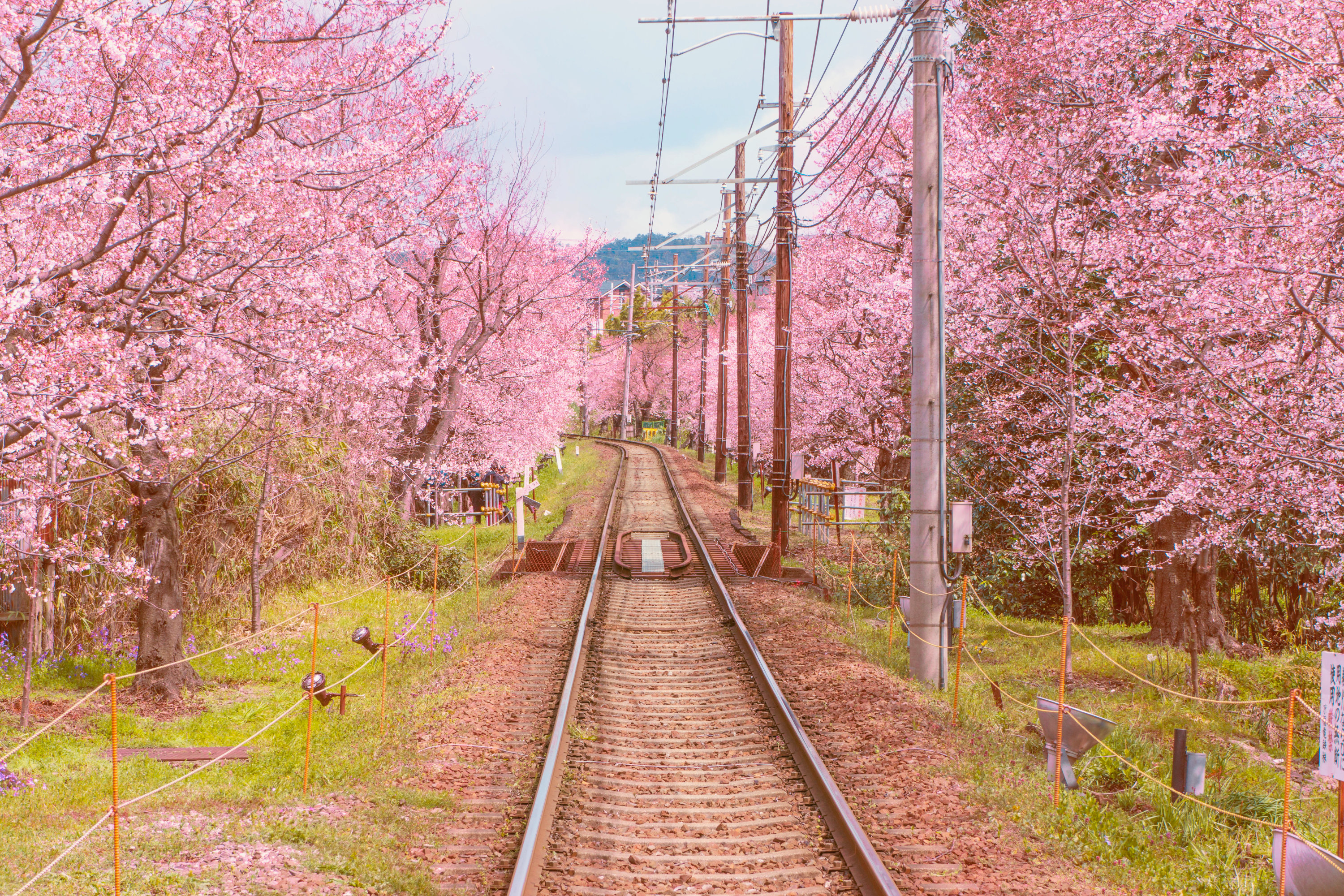 affinity photo-樱花大道色彩调节