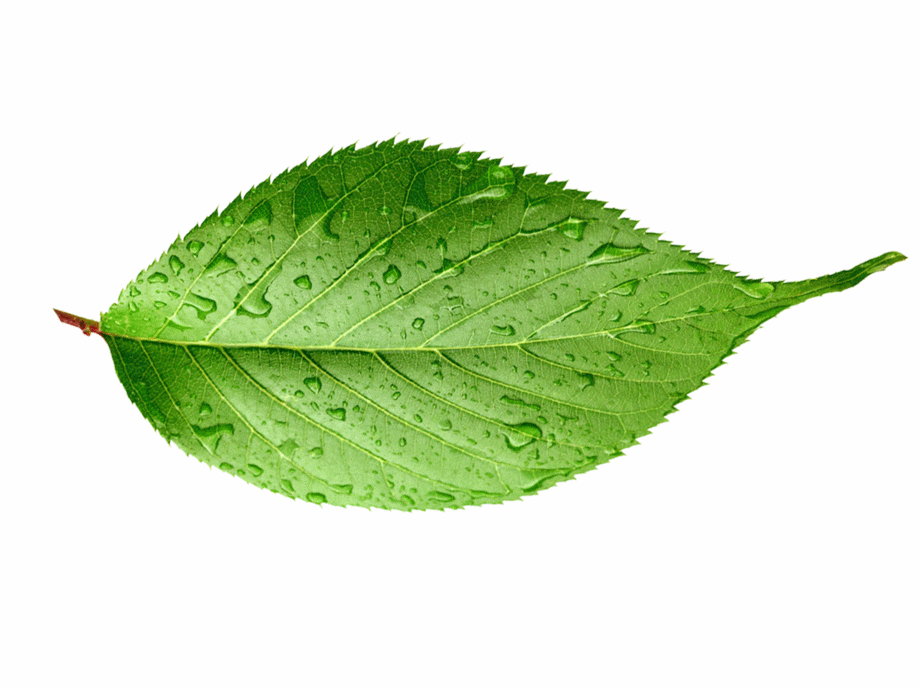 ps-树叶剪影制作