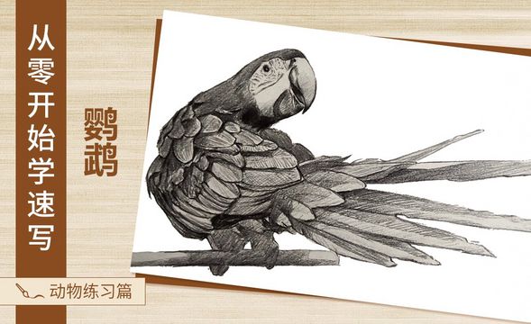 速写-动物鹦鹉
