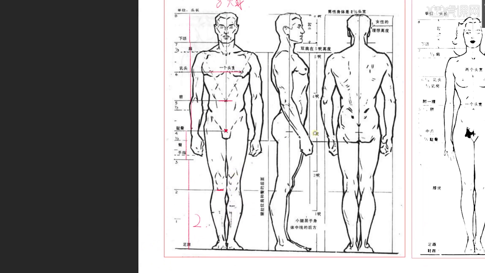 人体绘画躯干的肌肉正面与背部-普画网