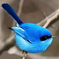 蓝鸟