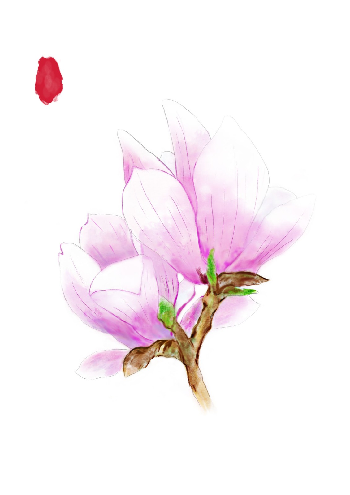 水彩木兰花绘制