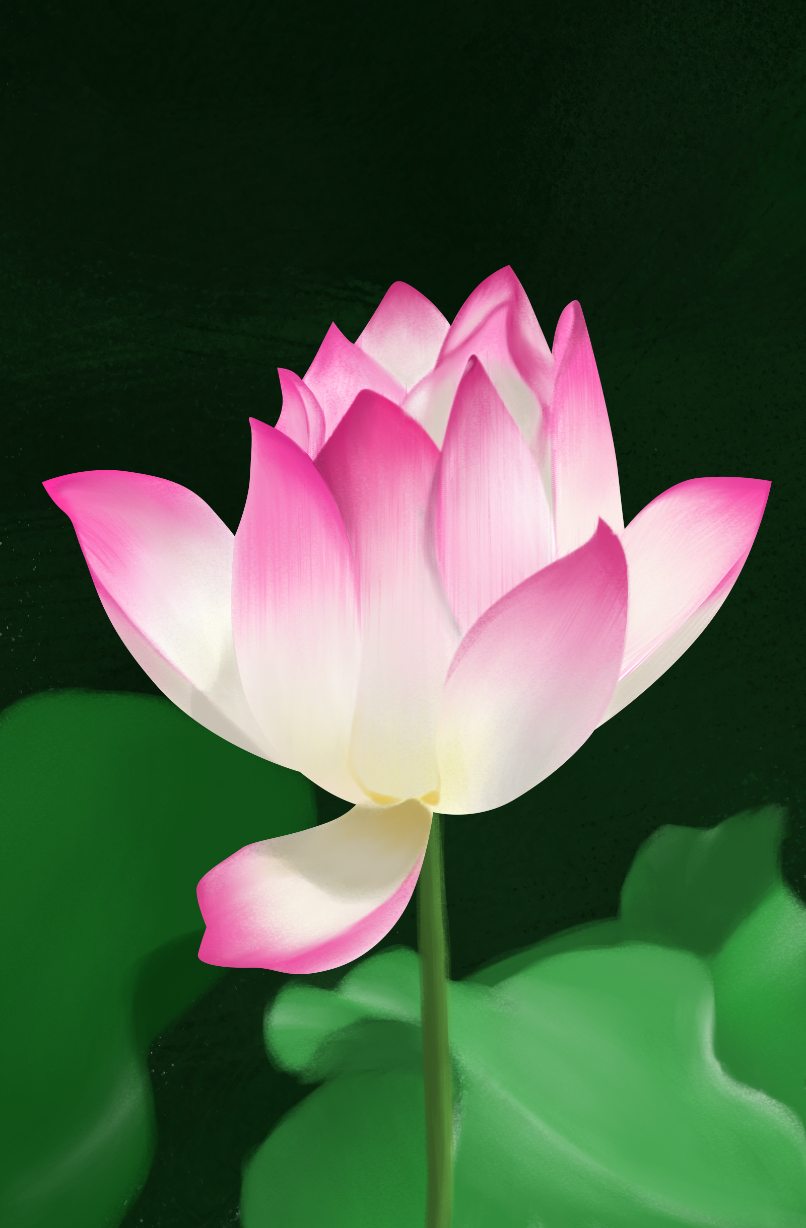 荷花作业/[图片]-来自erya的动态 - 虎课网