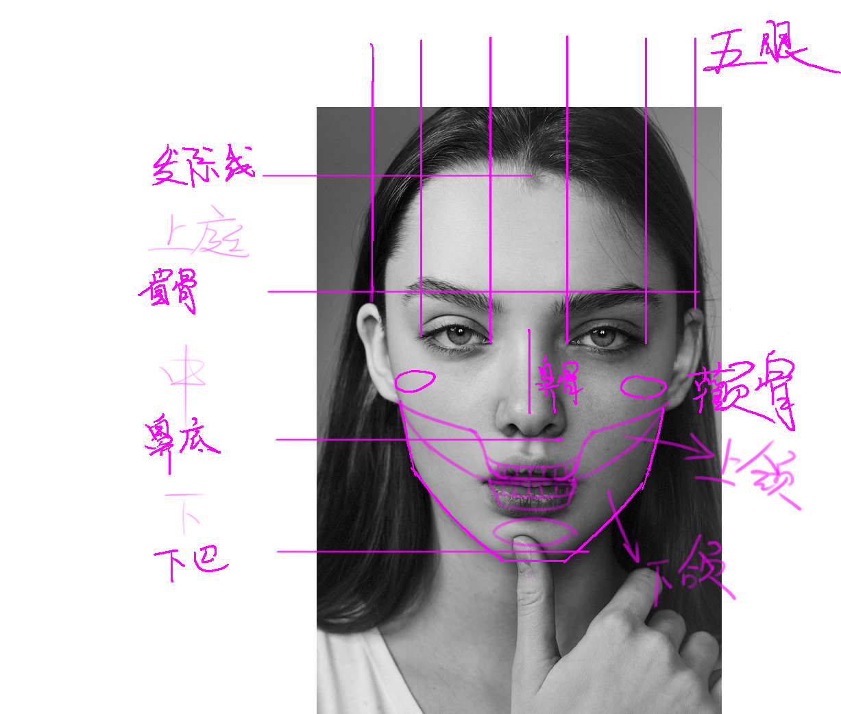 上下颌骨还是分得不是很清楚.分界点在哪里[图片-来自阿奔同学.