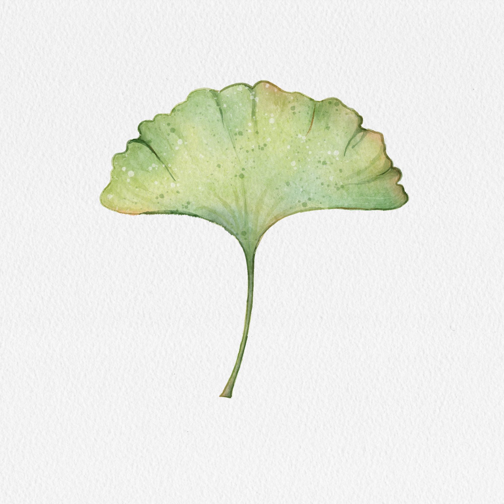 ipad水彩基础课-绿银杏叶来源于此课程讲师:v脸喵2021-08-17 17:15点