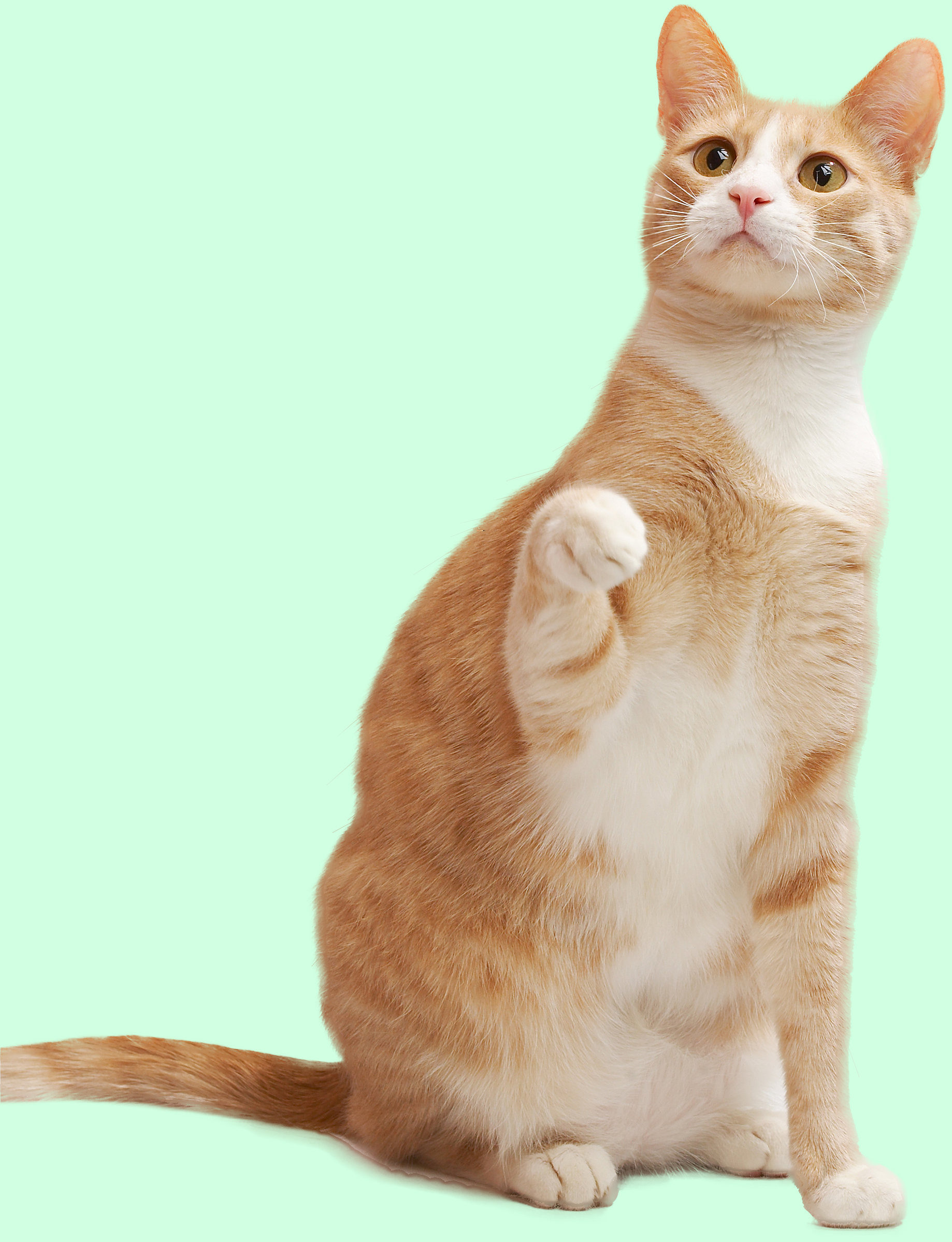 电商美工0基础入门-动物毛发抠图来源于此课程讲师:design实验室2021