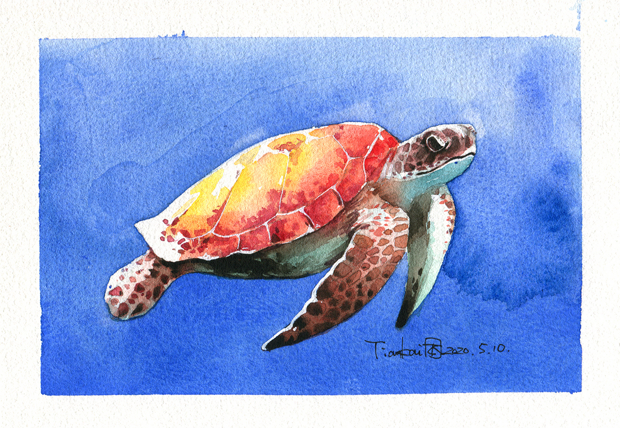 水彩海洋动物系列