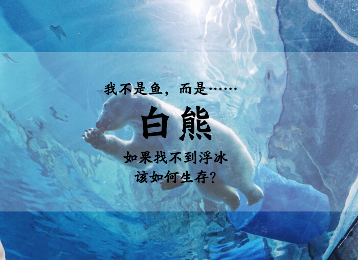 北极熊,原创作品,海报设计,zyy☆79 - 虎课网