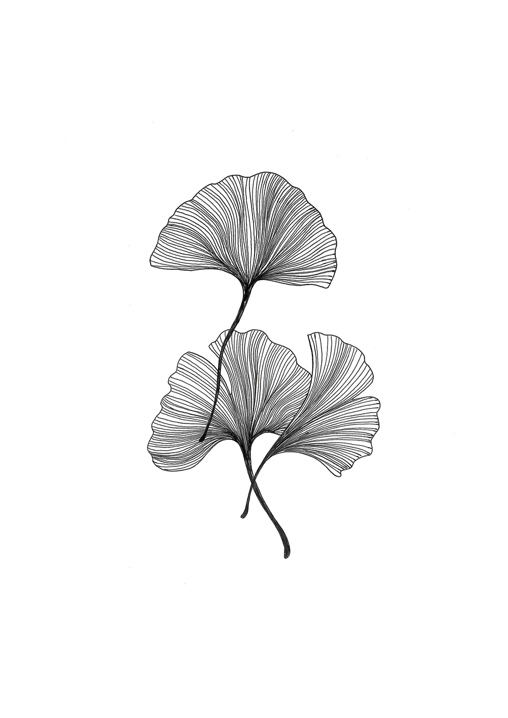 水彩手绘风格插画:银杏