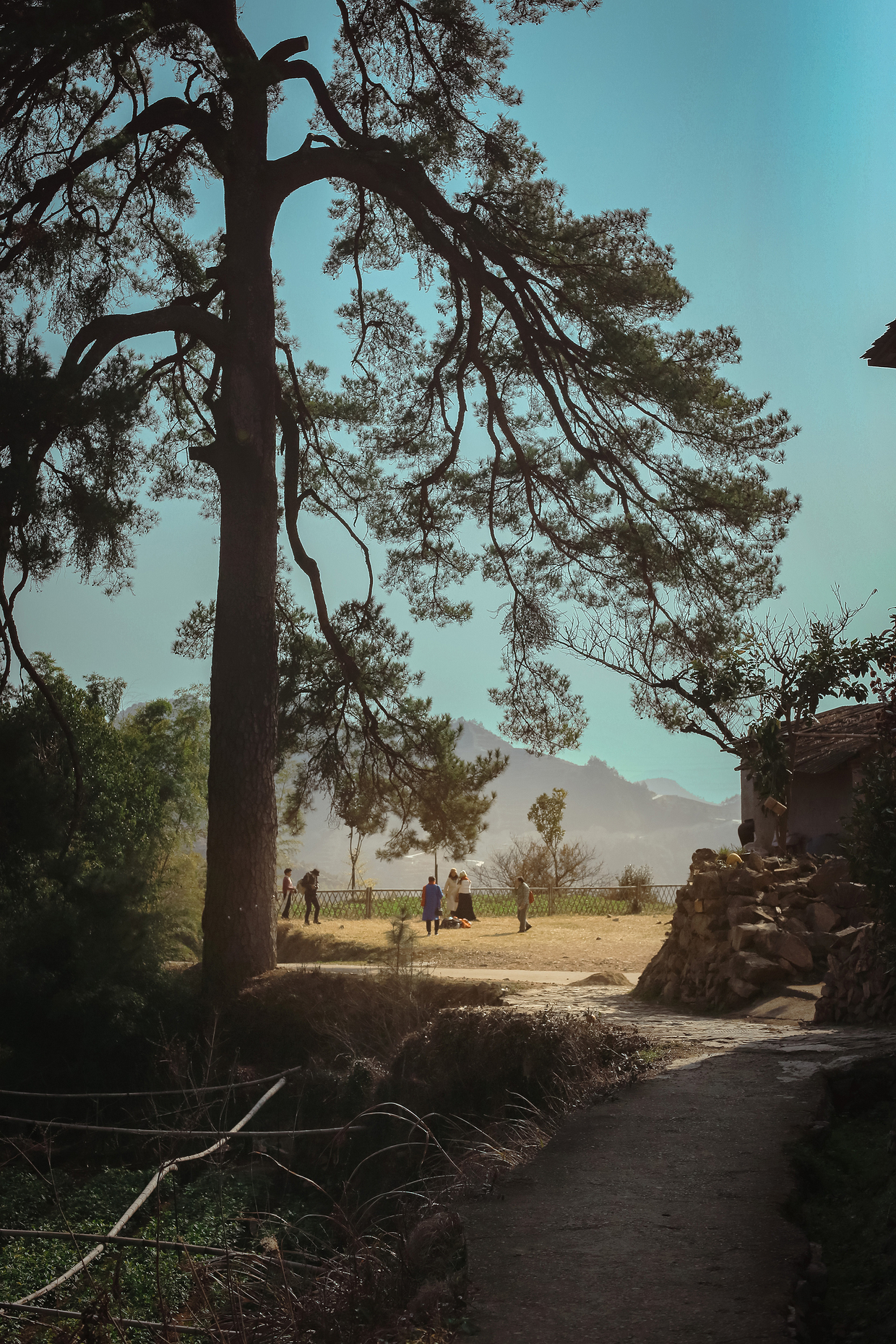 松树下的老村庄