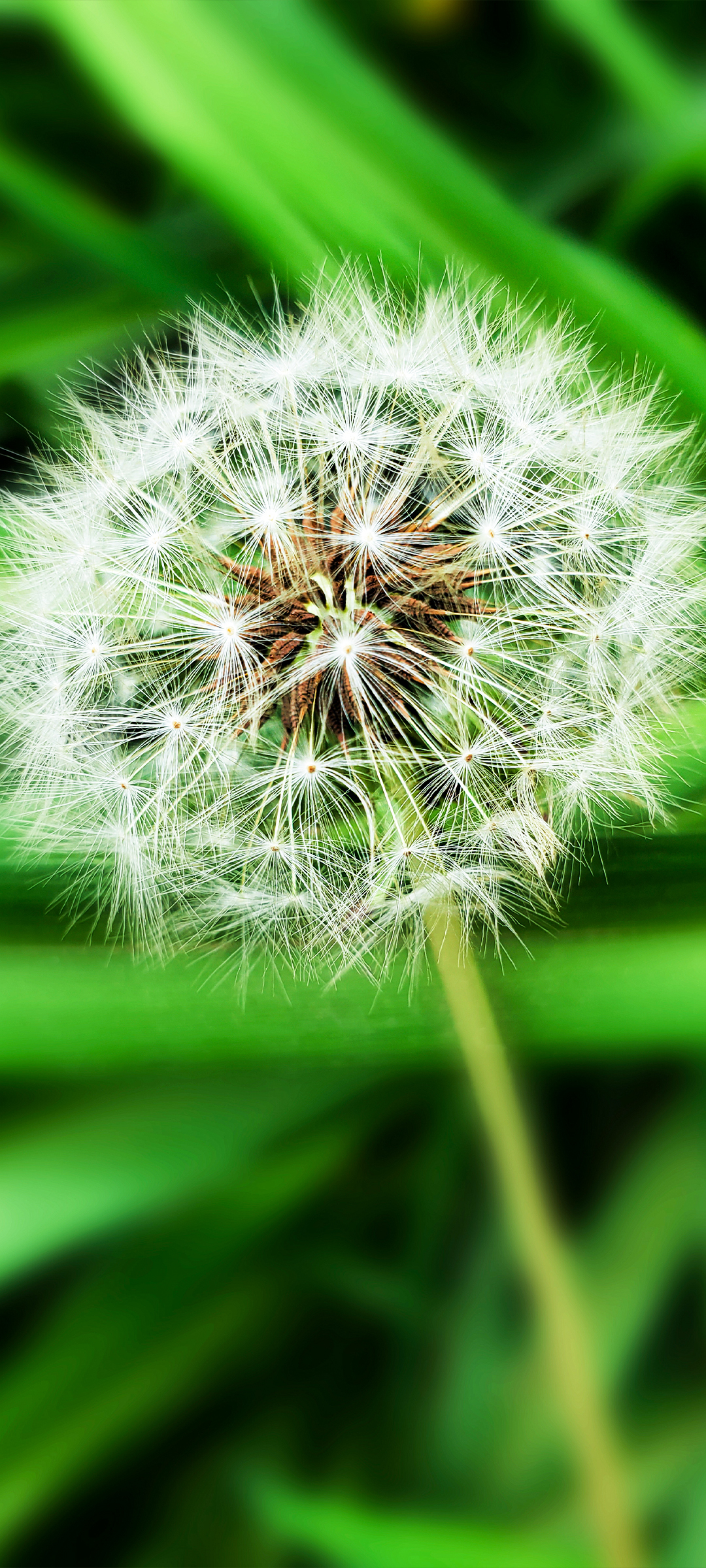 蒲公英系列壁纸共三张