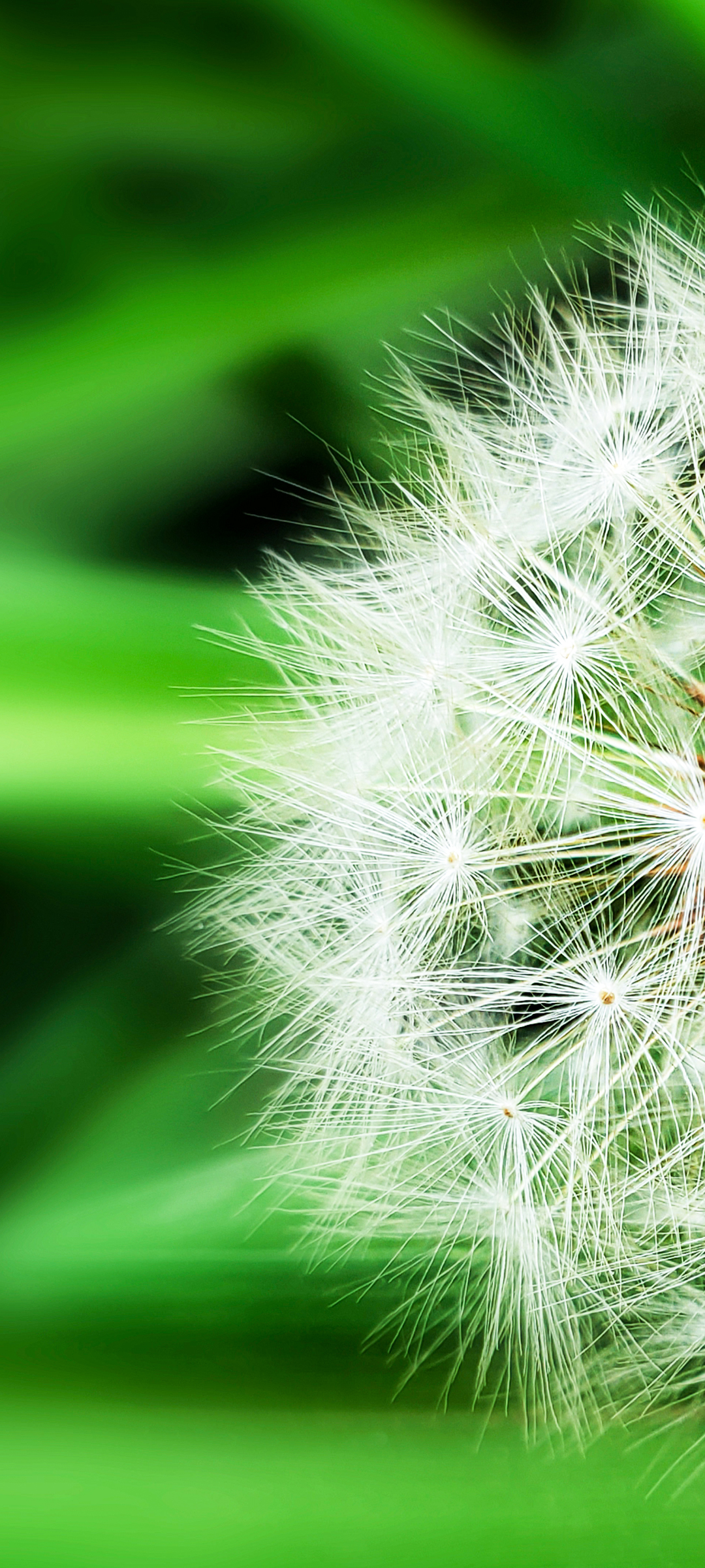 蒲公英系列壁纸(共三张),原创作品,摄影艺术,青小争 - 虎课网