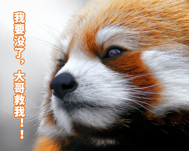 大哥救我