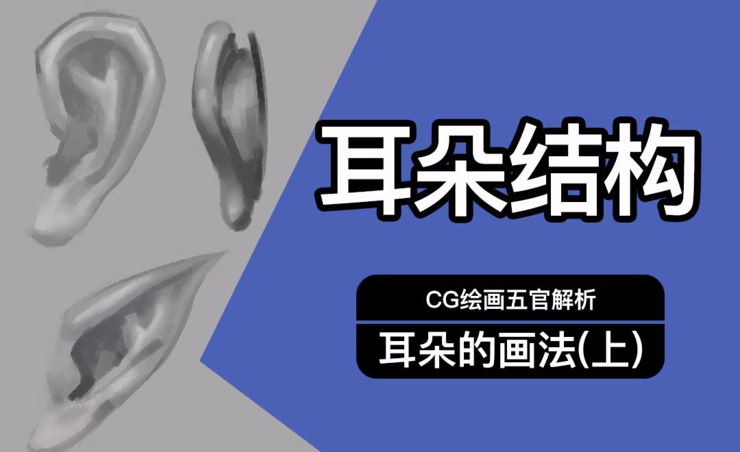 Ps 耳朵结构 Cg五官解析 绘画插画教程 Ps Cc17 虎课网