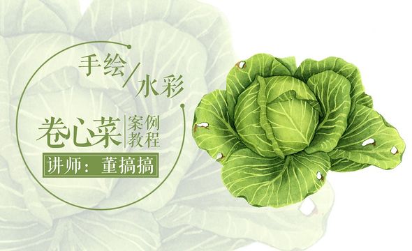 水彩-包菜-实物蔬菜绘制教程