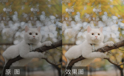 PS-萌宠猫摄影后期调色