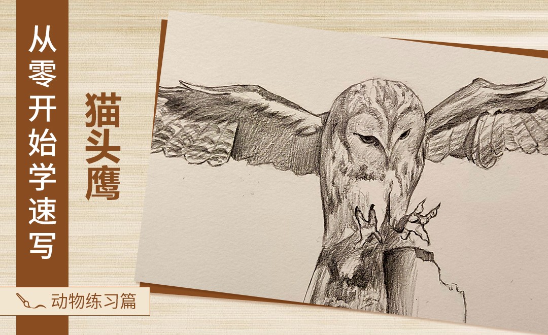 速写-动物猫头鹰