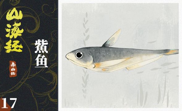 PS-板绘插画-山海经-鮆鱼