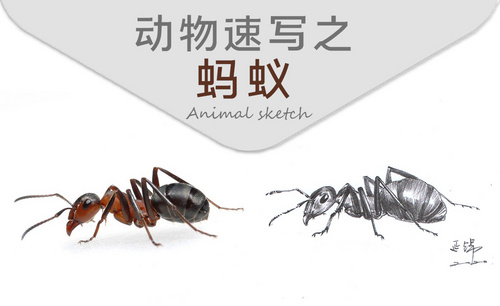 动物速写之蚂蚁