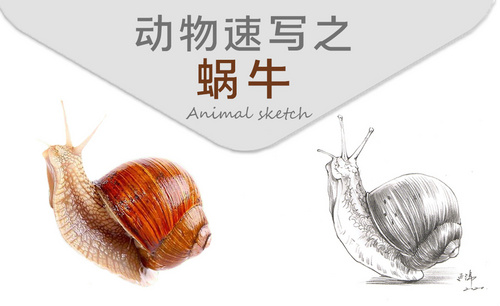 动物速写之蜗牛