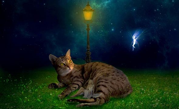PS-星夜猫咪·童话风
