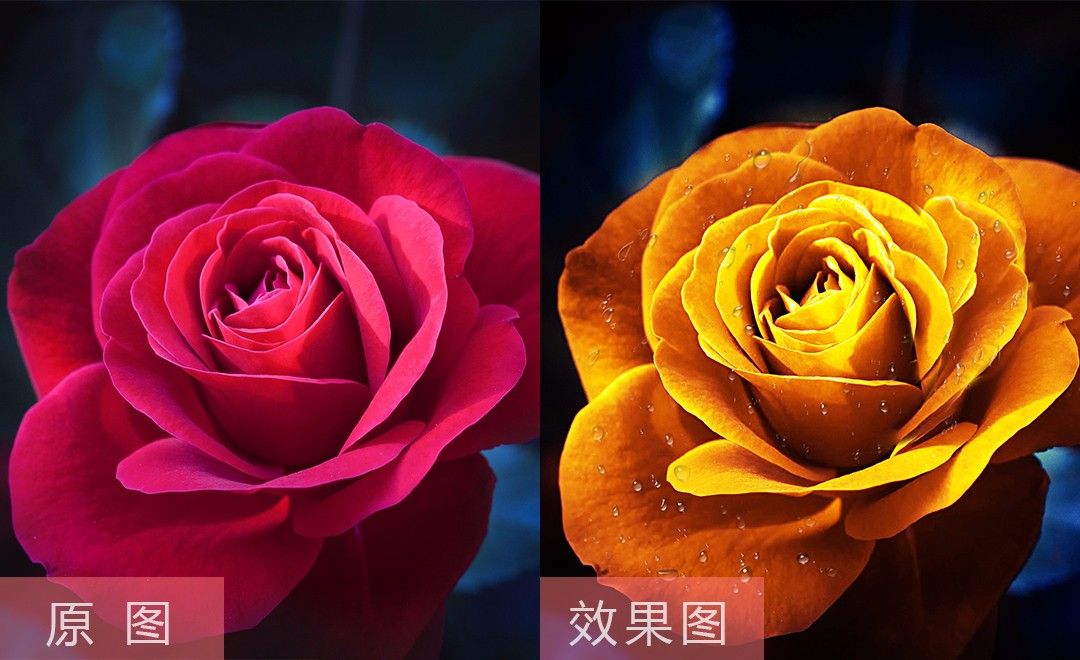 PS-颜色替换  红玫瑰变金玫瑰