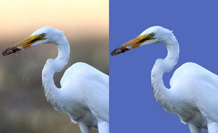 ps-钢笔 调整边缘抠图-鱼鹰