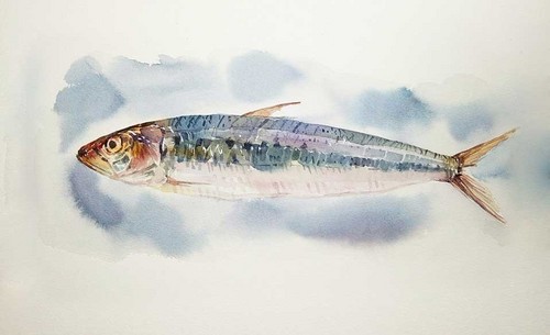 水彩-写实的一条鱼
