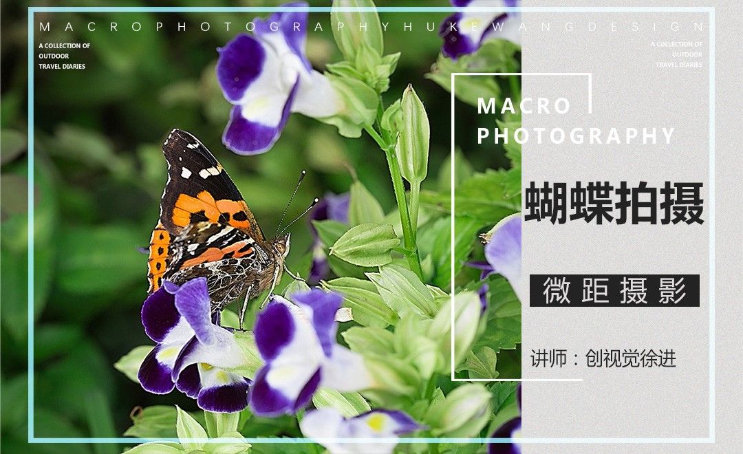 微距摄影之蝴蝶拍摄