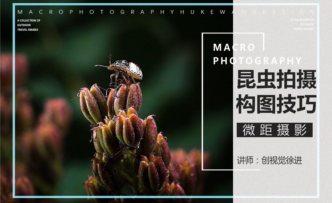 微距摄影中的昆虫构图技巧
