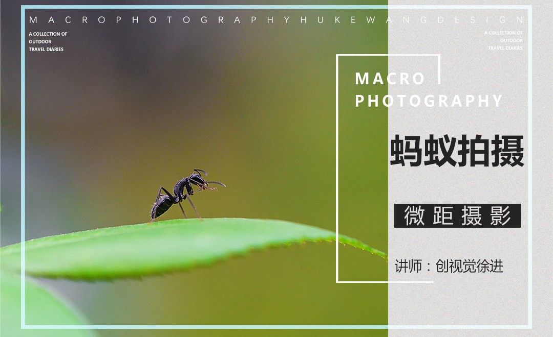 微距摄影之蚂蚁拍摄