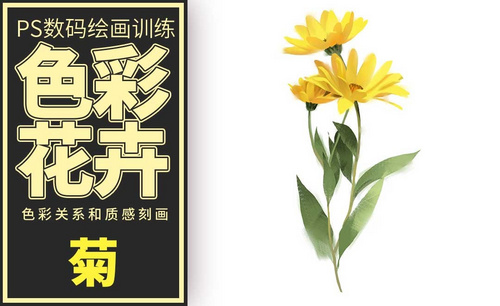 PS-板绘-色彩花卉-菊