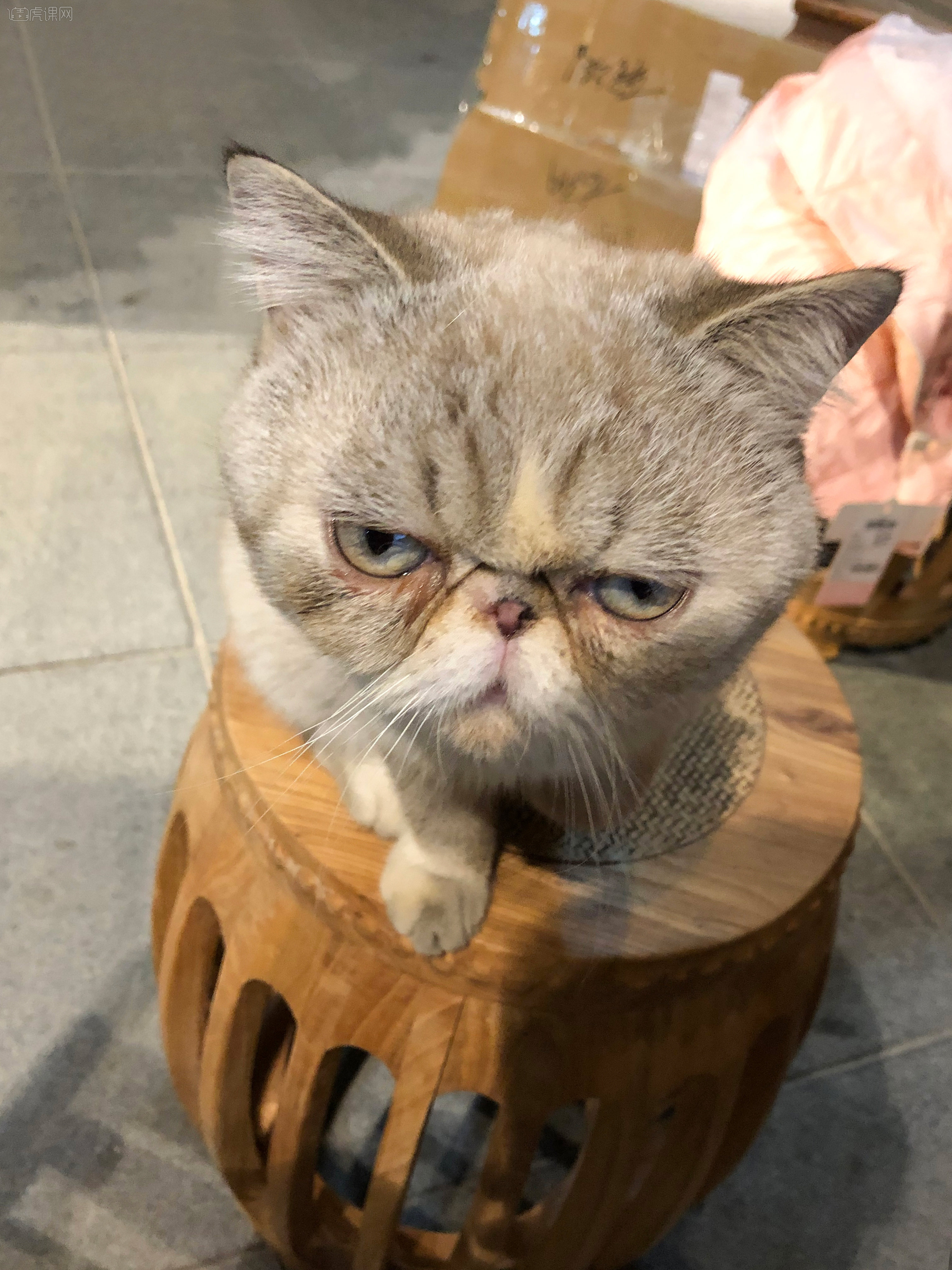 嫌弃