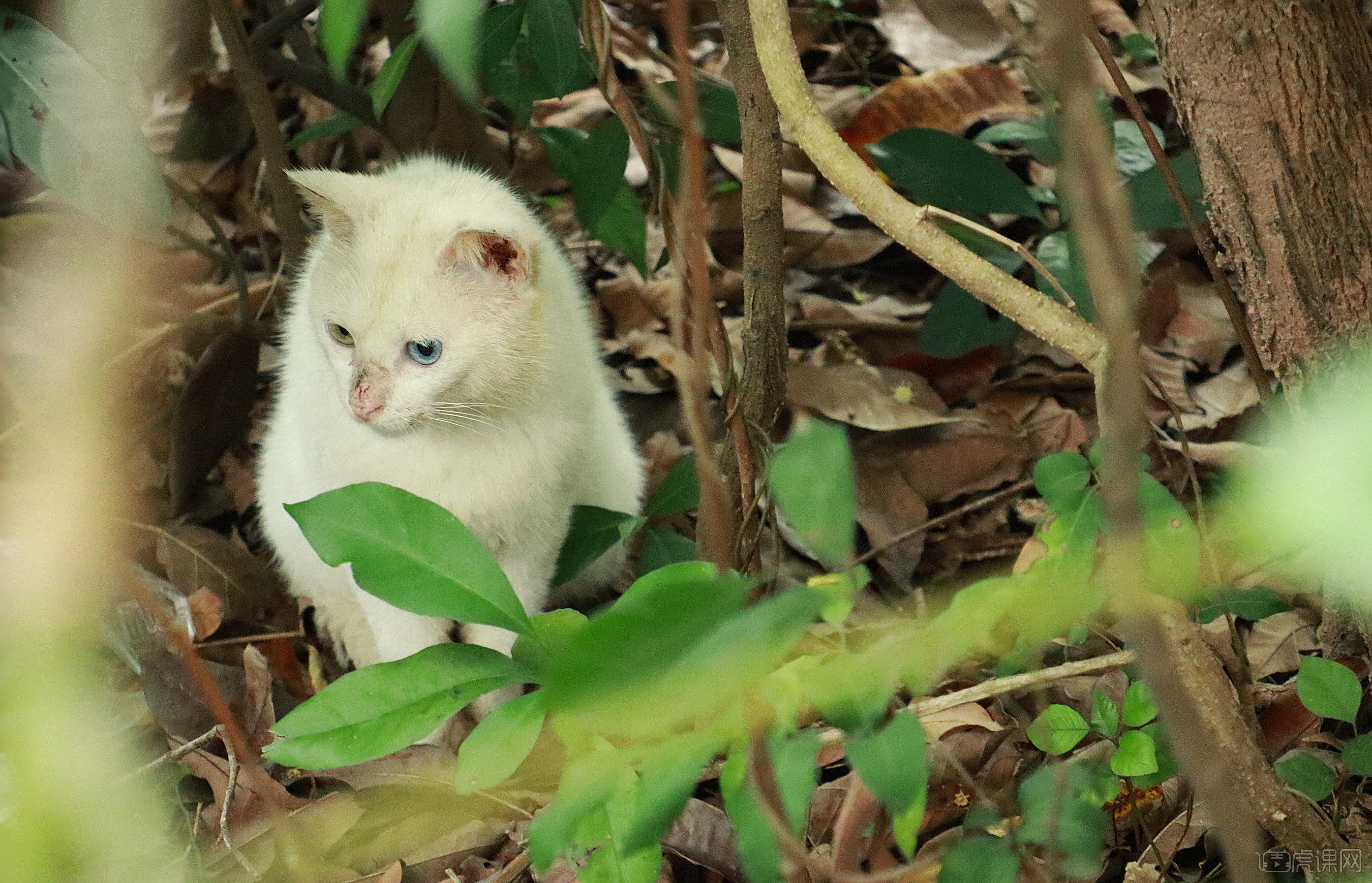 双色眼眸小野猫