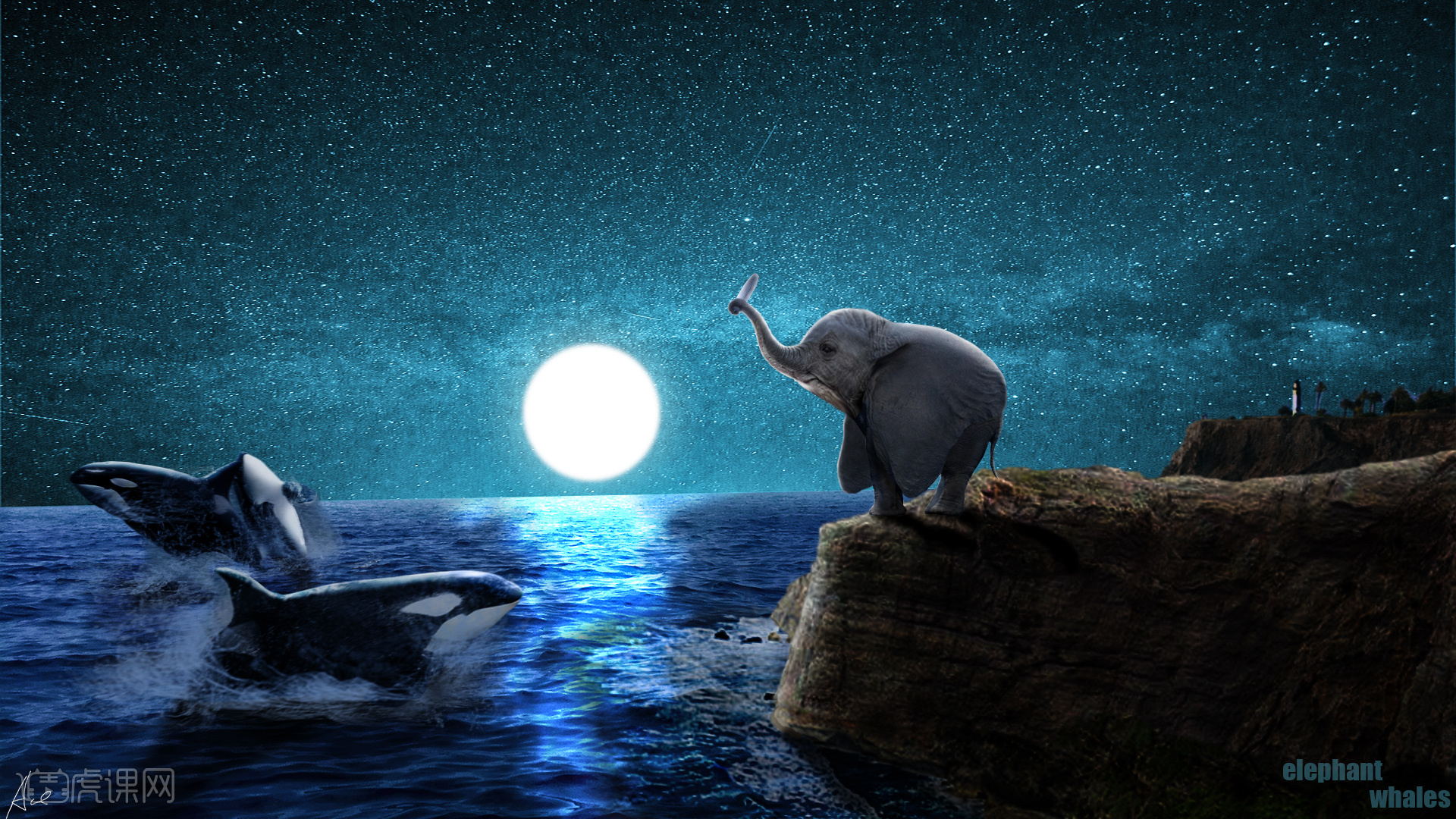 鲸与象