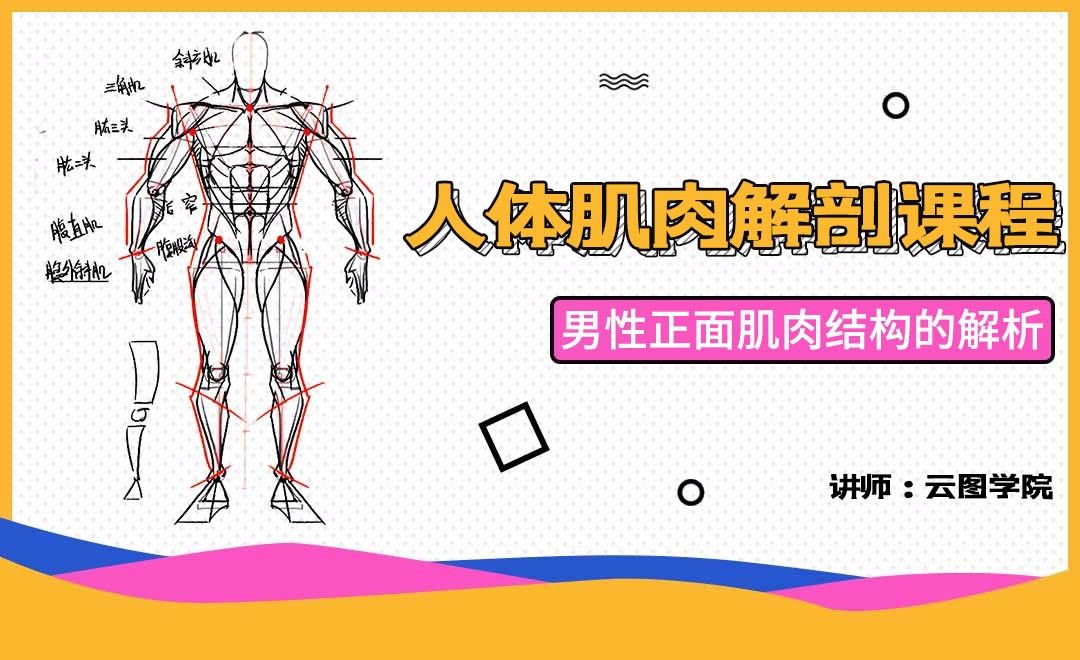 男性正面肌肉结构的解析 人体肌肉解剖课程 绘画插画教程 Ps Cc17 数位板 虎课网 男性正面肌肉结构的解析 人体肌肉解剖课程 绘画插画教程 Ps Cc17 数位板 虎课网