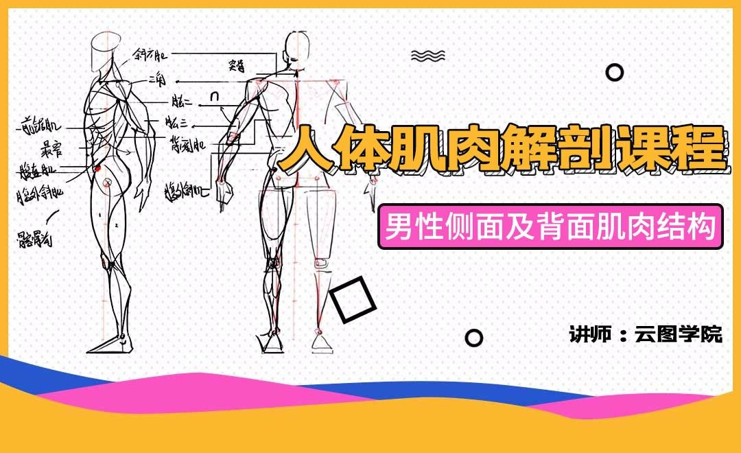 男性侧面及背面肌肉结构解析-人体肌肉解剖课程