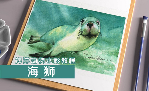 水彩- 海洋动物-海狮