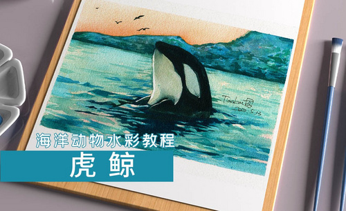 水彩- 海洋动物-虎鲸