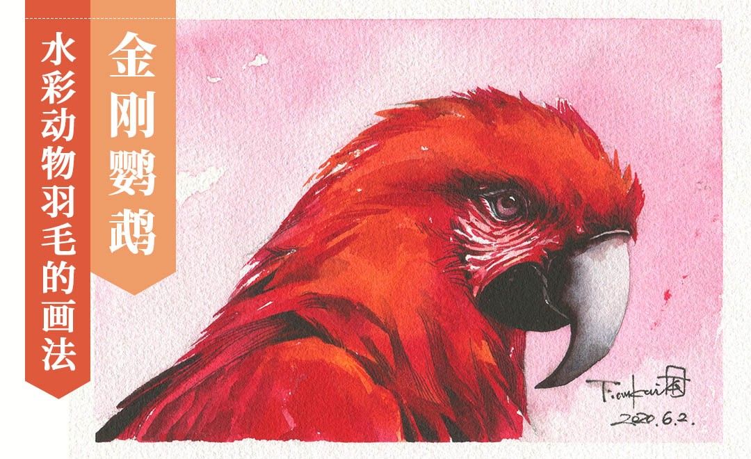 水彩-动物羽毛质感的画法《金刚鹦鹉》