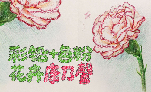 彩铅+色粉-花卉康乃馨