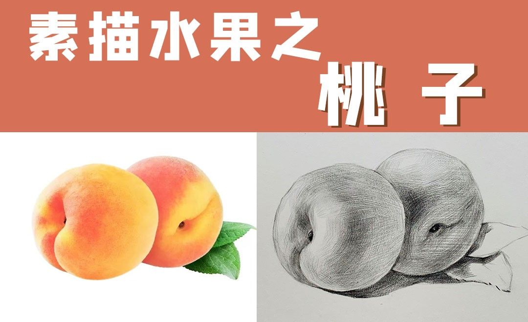 桃子结构素描图片