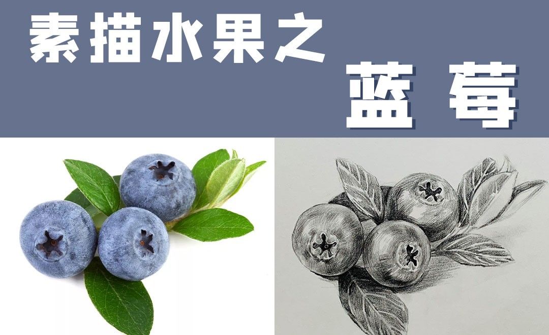 素描水果之蓝莓-4
