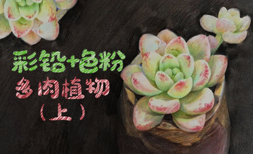 彩铅+色粉-花卉康乃馨